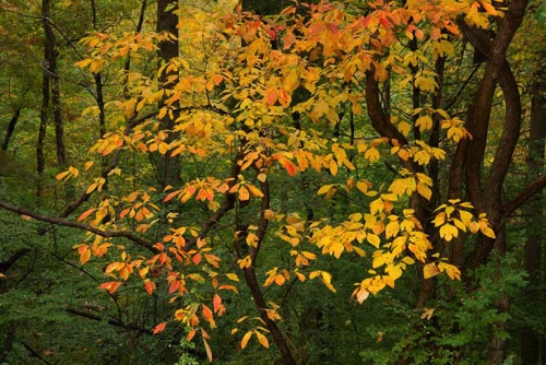 Sassafras 1, Scherman-Hoffman Sanctuary NJ Audubon Preserve, NJ Oct 14 (8233SA).jpg